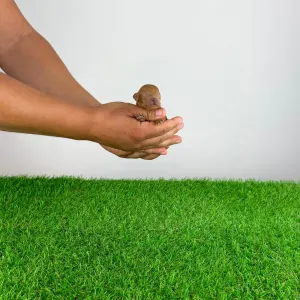 Poodle Toy - Zisco