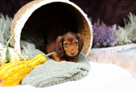 Jamnik - Sólyomvári Koda