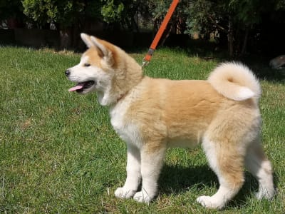 Akita Inu - Mio Yanagi No Tani