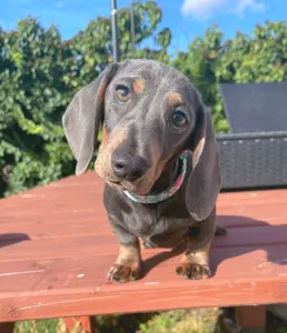 Dachshund - Oliver