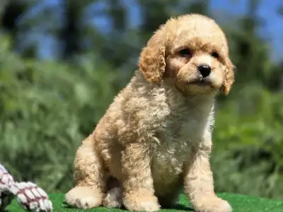 Cavapoo - Hugo