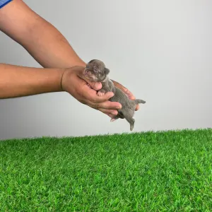 Chihuahua - Kasper