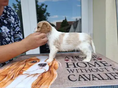 Cavalier King Charles Spaniel - Kókusz