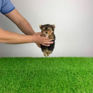 Yorkshire Terrier - Nandi