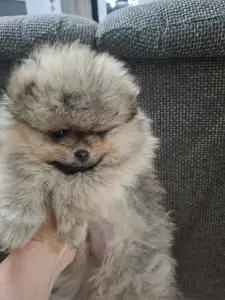 Pomeranian - Aisa