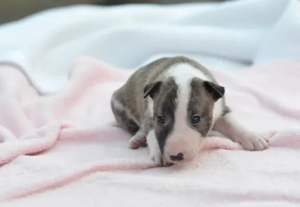 Miniatűr bullterrier - Kendy