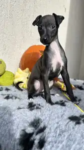 Italienisches Windspiel - Emma