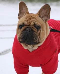 French Bulldog - Yoda