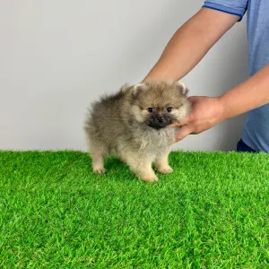 Pomeranian - Gali