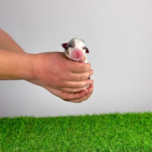 Berger australien - Crispie