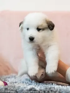 Pyrenean Mountain Dog - Bella