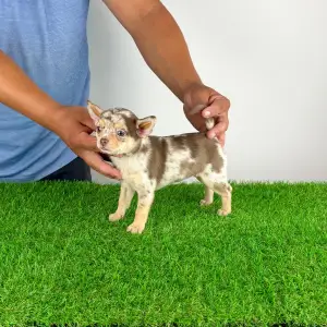 Chihuahua - Flora