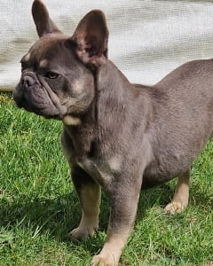 Französische Bulldogge - Iza