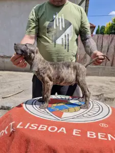 Brazil masztiff - Idol De Oro Puro 
