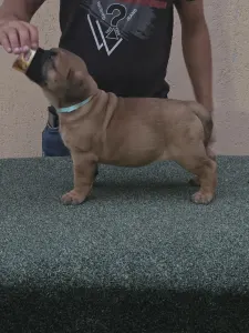 Bullmastiff - Cozia