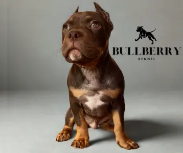 Amerikai Bully - Standard - Tayberry