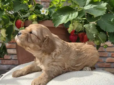 Cavapoo - Eper