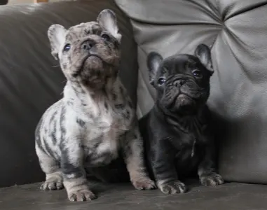 Francia bulldog - Wednesday