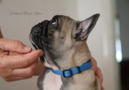 Francia bulldog - Aslan