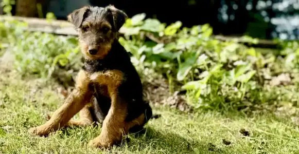 Airedale terrier - Cherry