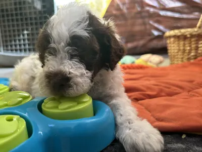 Lagotto Romagnolo - Doc Holliday