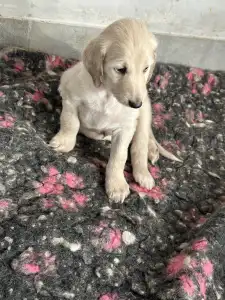 Afgánský chrt - Yahya