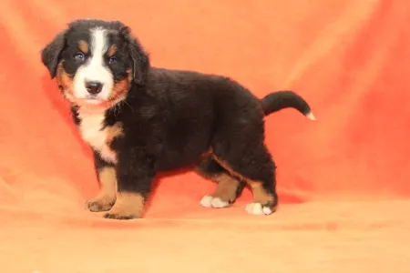 Bernese Mountain Dog - Elly