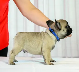 Французский бульдог - Willin Wonderful Grove