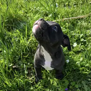Amerikai Bully - Pocket - Ak Bully Dax