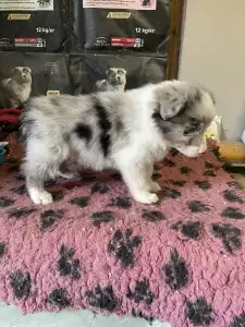 Border Collie - Blue Merle Kan 