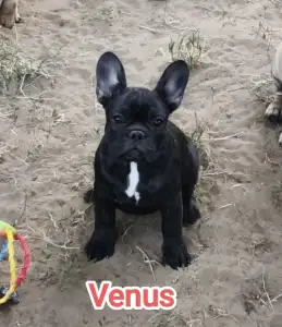 French Bulldog - Venusz