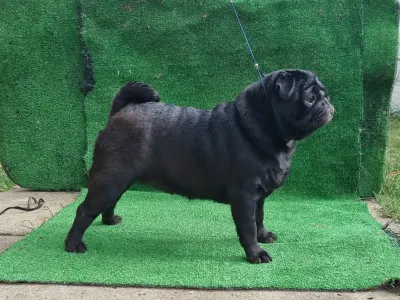 Pug - Yvonne Babystar Is Born 