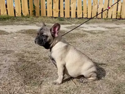 Französische Bulldogge - Harley