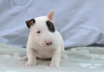 Bullterrier pitic - Lucas