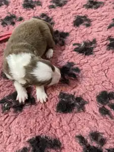 Border Collie - Pink Nyakörv/ Barna Szuka