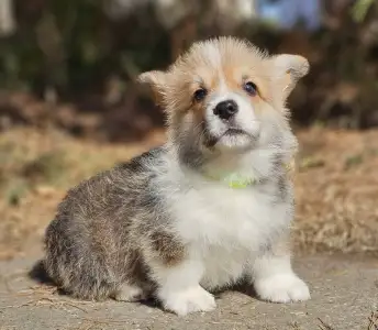 Welsh Corgi Pembroke - Thomas