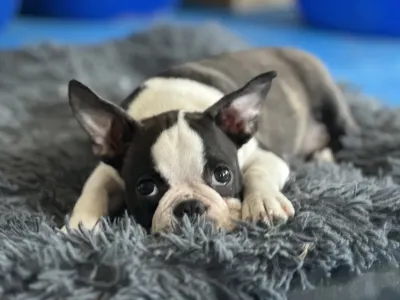 Boston Terrier - Yumba Nero Di Angelo