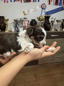 Yorkshire Terrier - Full Of Heart J-dzsan Divit