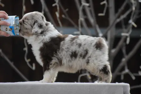 Miniature American Shepherd - Winstead Over Dust And Thunder