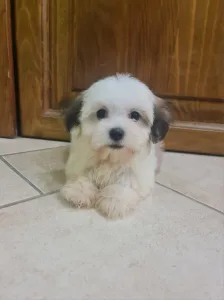 Havanese - Tara
