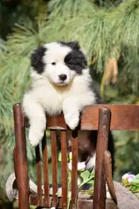 Border Collie - Berwick Guard