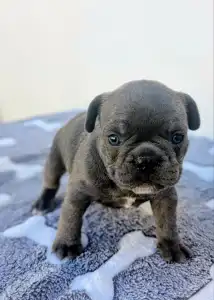 French Bulldog - Edward