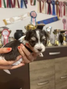 Yorkshire Terrier - Full Of Heart Jamila