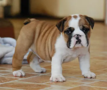 Angol bulldog - Rengőhegyi-ormán Delisa