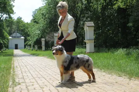 Australian Shepherd - Budnat Aussies