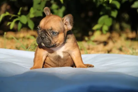 Bulldog francez - Elton