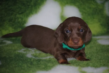 Bassotto - Mr. Green