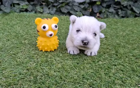 West Highland White Terrier - Athos