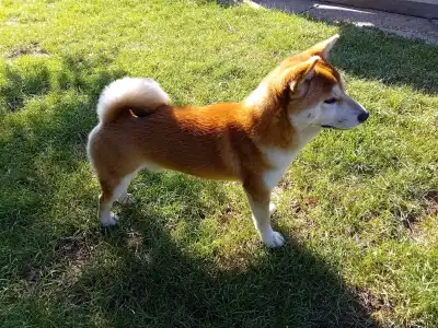 Shiba - Beauty Of The East Akeno