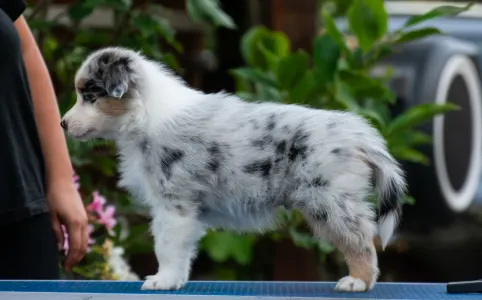 Australian Shepherd - Winstead Lunar Mumble